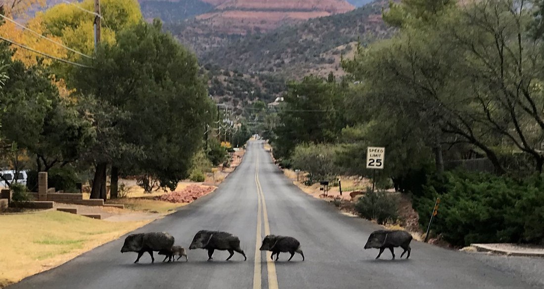 A family of javelinas crossing a two-lane road in Sedona, Arizona, with red rock formations behind