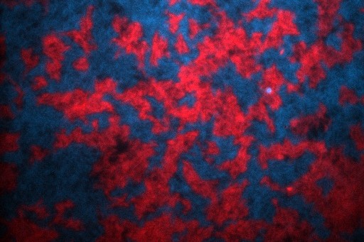 Fluorescence micrograph of a bacterial biofilm, two labelled cell populations in red and blue