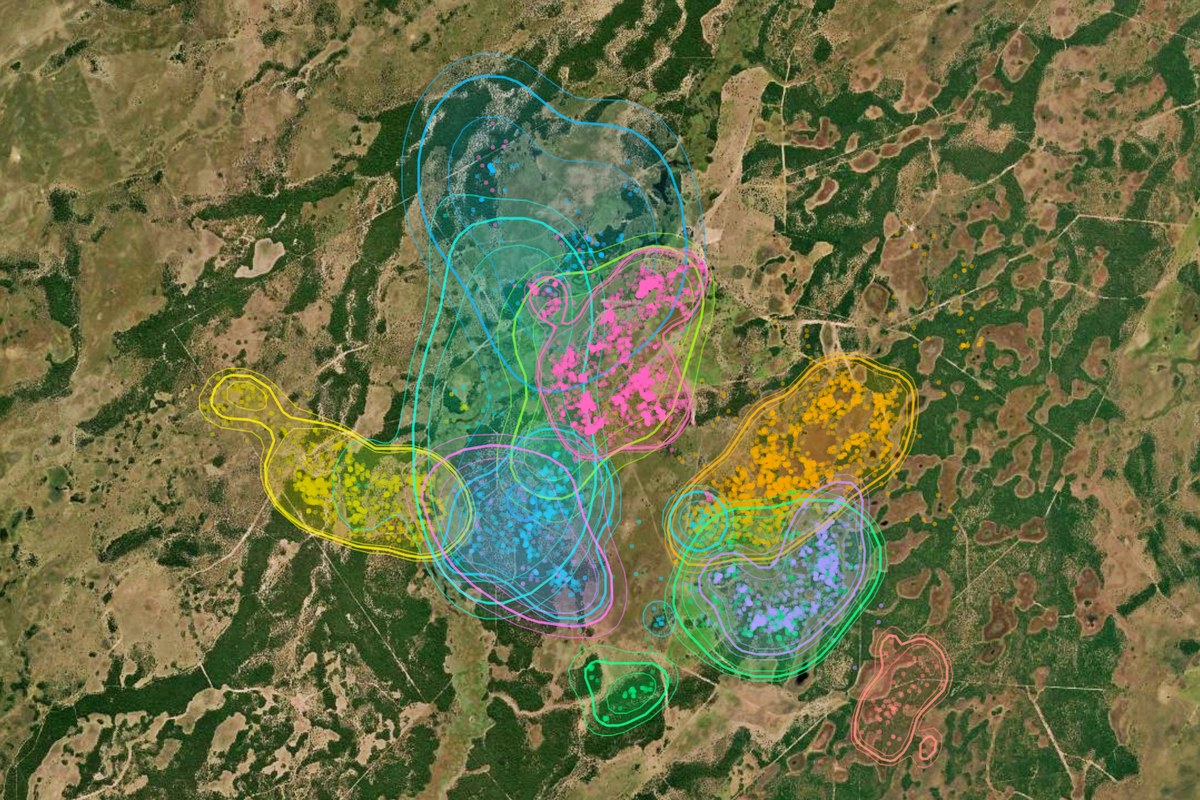 Satellite view of a landscape overlaid with coloured home-range contours and tracking locations for several individuals