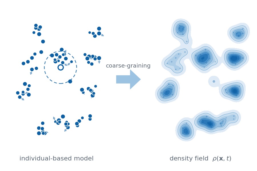 Schematic: individuals with movement and an interaction range, coarse-grained into the density field they define