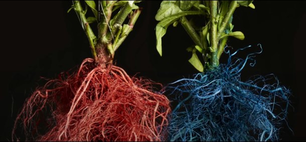 Dyed root systems of two neighbouring plants, one red and one blue, against a black background